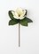 Sullivan's Magnolia Stem, Cream Faux Floral Stem for Crafting, Weddings, Home and Holiday Decoration, 18.5 Inch